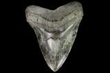 Fossil Megalodon Tooth - South Carolina #110921-2